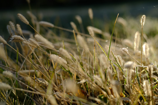 野草