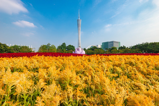 广州塔与宏城公园花海风景