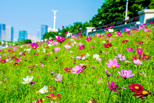 波斯菊特写