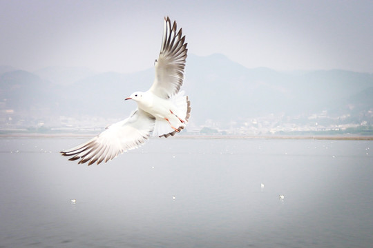 海鸥