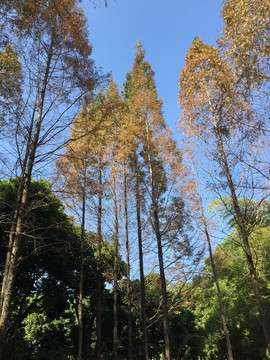 红杉树林森林