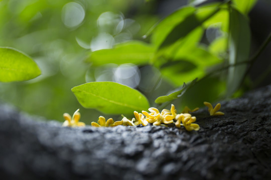 桂花