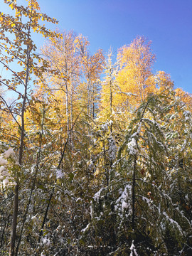秋季树林积雪