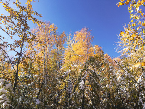 秋季树林树枝积雪