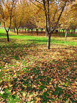 树木落叶金色秋天