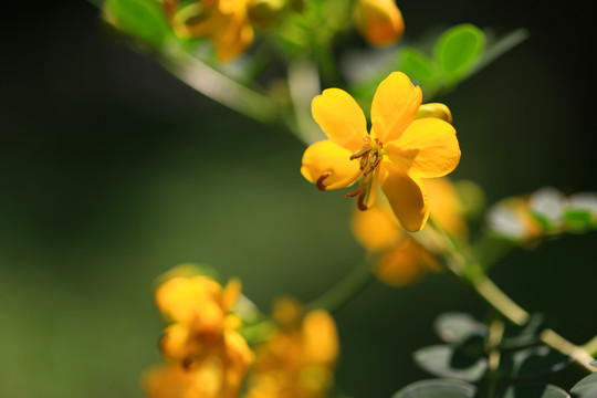 双荚决明花