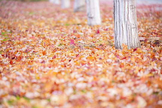秋天枫树下的红叶地面