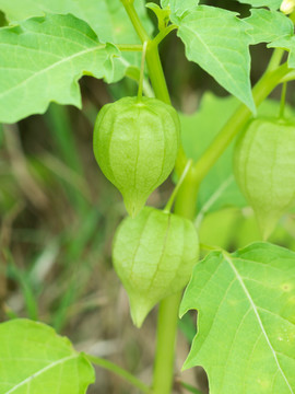 茄科植物小酸浆