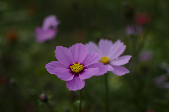 唯美秋英花