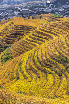 龙胜梯田风光