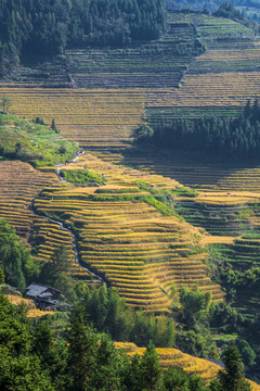 龙胜梯田风光