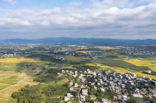 横沥镇稻田风光