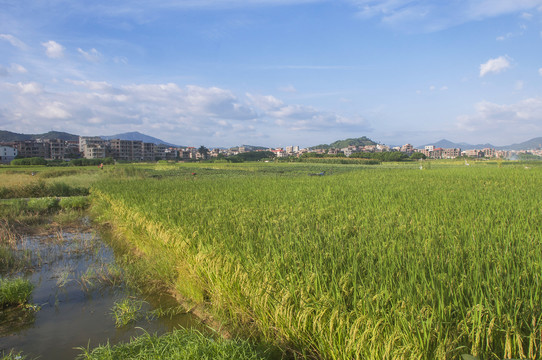 稻田乡村土地