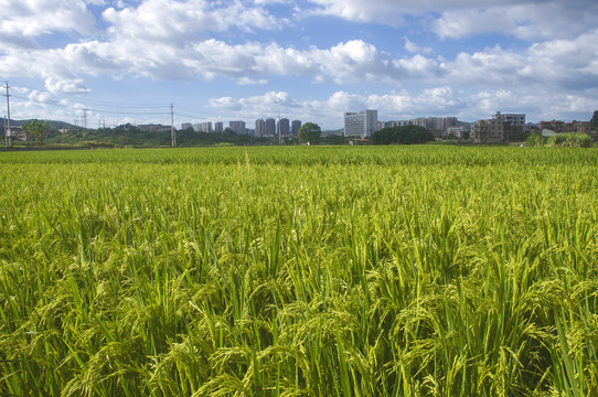 秋季田野水稻风景