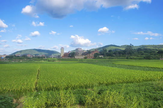 莲塘稻田