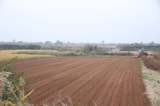 田野