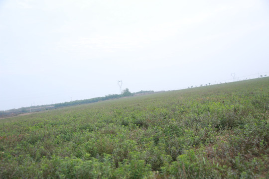 田野