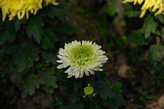 秋天的菊花