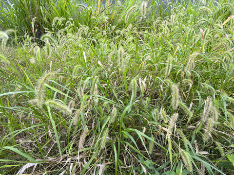 马尾巴草