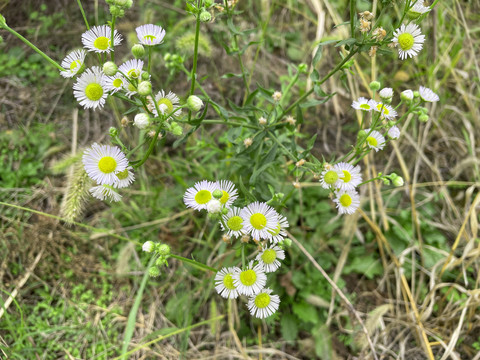 野花
