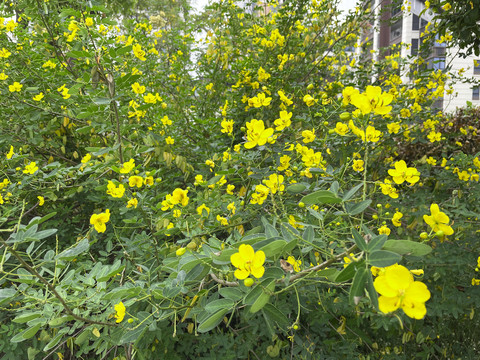 小黄花