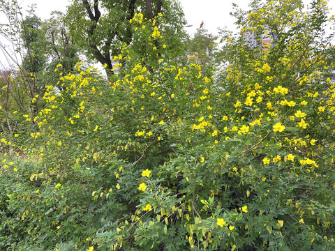 小黄花