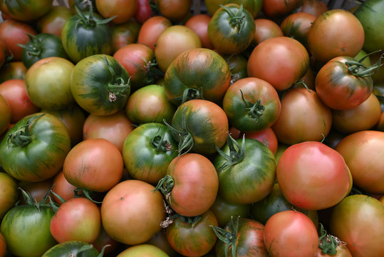 新鲜采摘的绿腚西红柿
