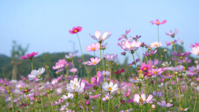 格桑花