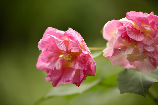 木芙蓉