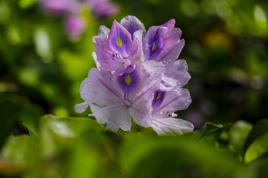 池塘中漂亮的水葫芦花