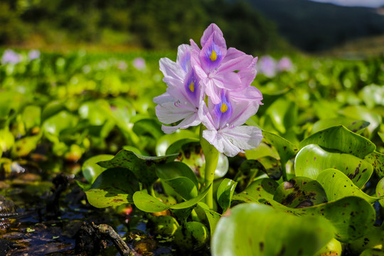 池塘中漂亮的水葫芦花