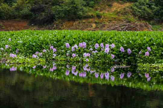 池塘中漂亮的水葫芦花