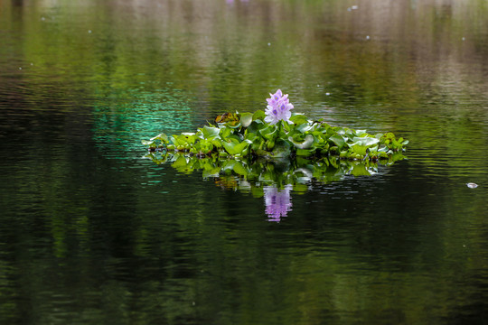 池塘中漂亮的水葫芦花