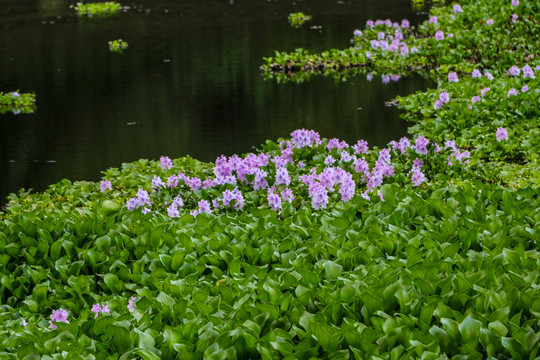 池塘中漂亮的水葫芦花