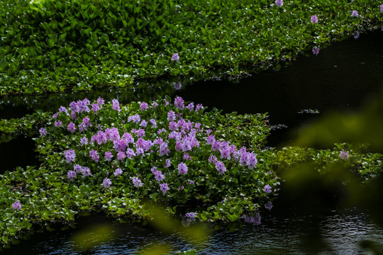 池塘中漂亮的水葫芦花