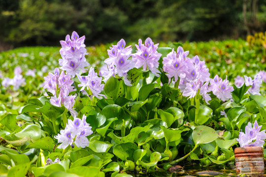 池塘中漂亮的水葫芦花