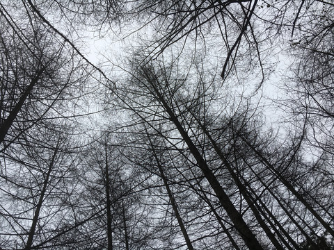 秋天的冷杉林