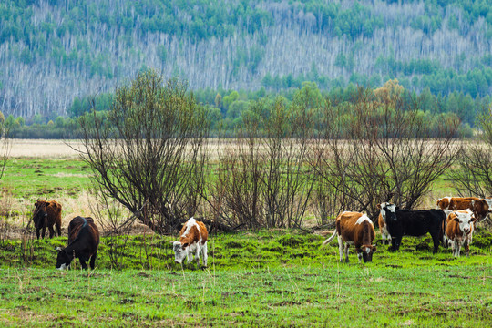 春季田野牛群放牧