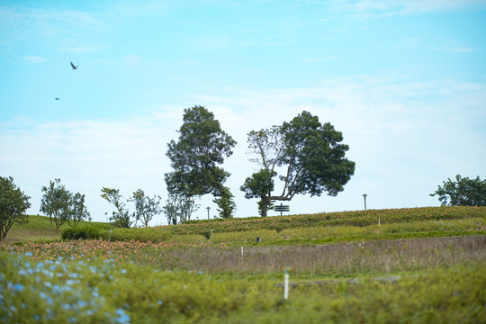 陌上花公园五亩园