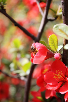 蜜蜂采蜜