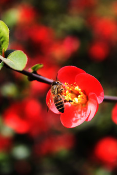 蜜蜂采蜜