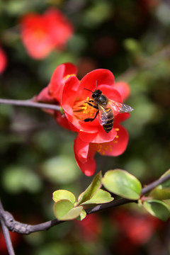 蜜蜂采蜜