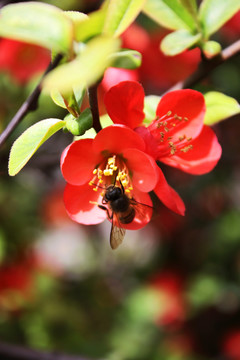 蜜蜂采蜜