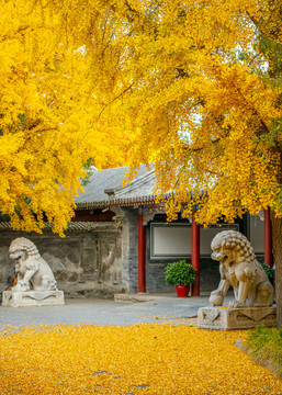 秋天清华大学工字厅前的黄叶和石