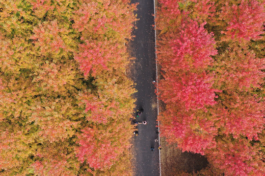 红枫林