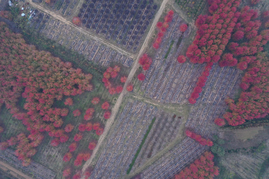 红枫林
