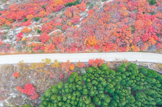 航拍济南蝎子山蚰蜒山红叶