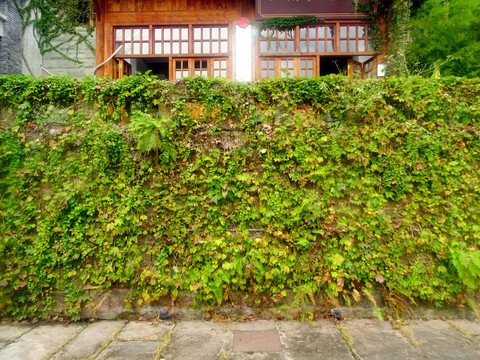 绿植墙体