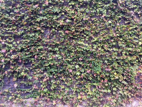 秋天绿叶墙