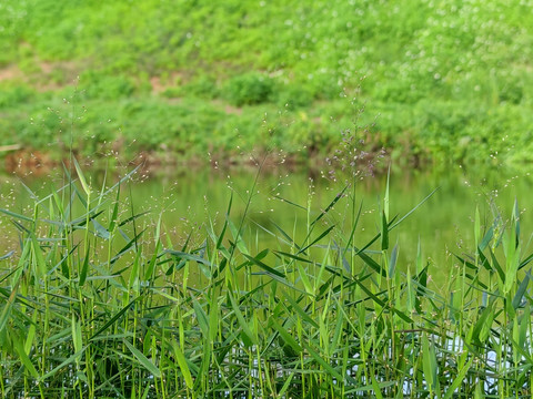 水草